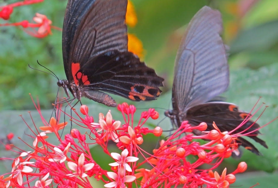 Butterfly Park - Luang Prabang