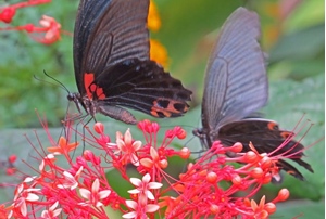 Butterfly Park - Luang Prabang