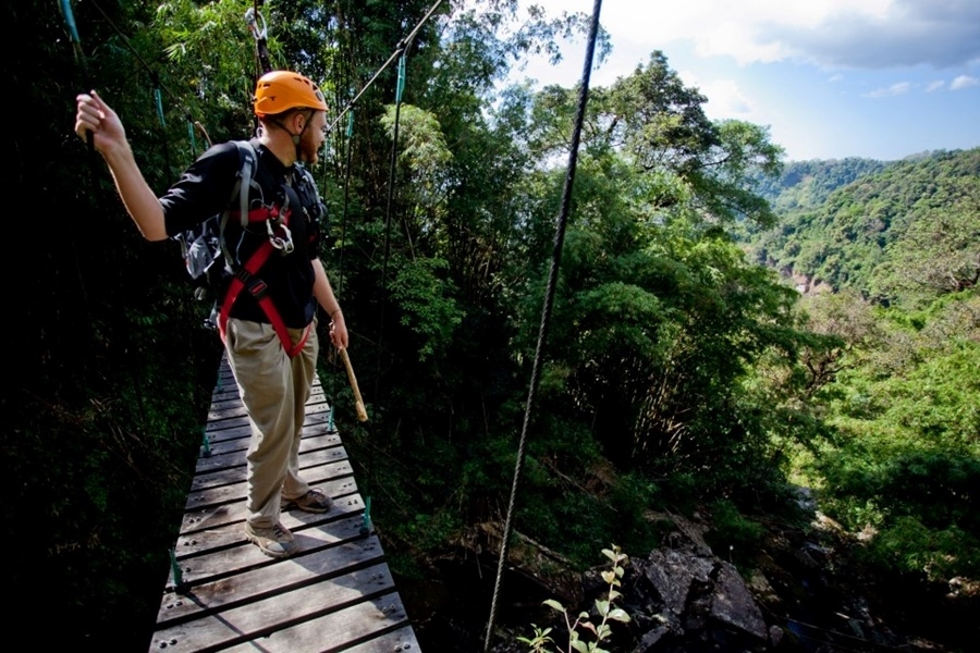 Tree Top Explorer