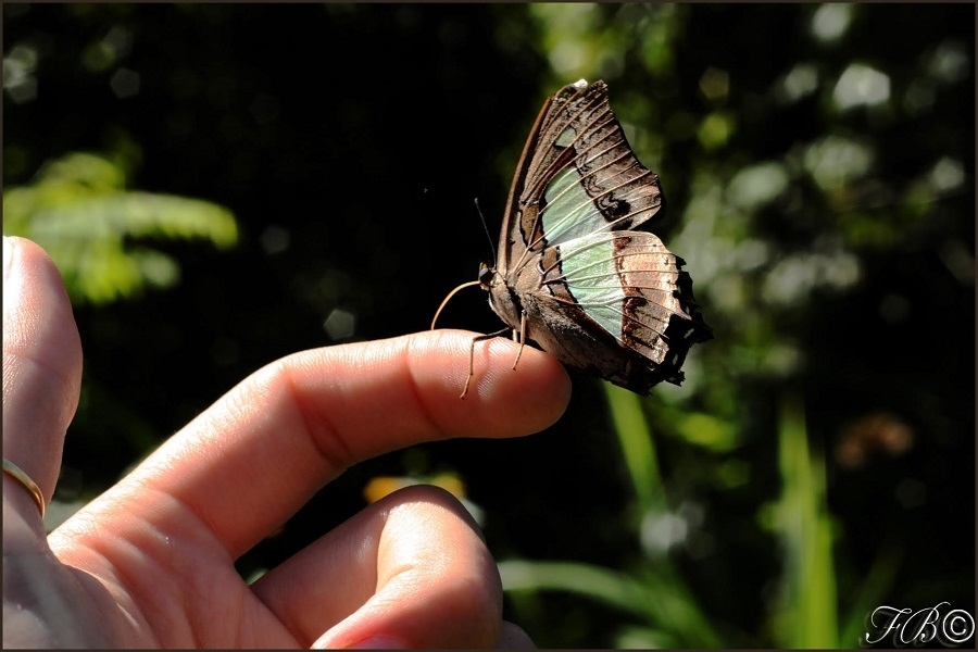 Butterflies Park